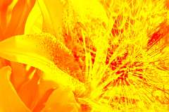 DSC_0732-blended-yellow